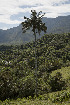  (Ceroxylon quindiuense - IAvH-CT-14321)  @11 [ ] CreativeCommons - Attribution Non-Commercial Share-Alike (2019) Banco de Imágenes IAvH Instituto de Investigacion Alexander von Humboldt IAvH