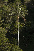  ( - IAvH-CT-14321)  @11 [ ] CreativeCommons - Attribution Non-Commercial Share-Alike (2019) Banco de Imágenes IAvH Instituto de Investigacion Alexander von Humboldt IAvH