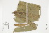  ( - IAvH-CT-14094)  @11 [ ] CreativeCommons - Attribution Non-Commercial Share-Alike (2019) Herbario FMB Instituto de Investigacion Alexander von Humboldt IAvH