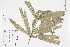  ( - 0175-I_HMC19019)  @11 [ ] CreativeCommons - Attribution Non-Commercial Share-Alike (2019) Herbario FMB Instituto de Investigacion Alexander von Humboldt IAvH