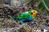  (Chlorochrysa nitidissima - IAvH-CT-02106)  @11 [ ] Copyright (2019) Augusto Ilian Unspecified