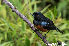  (Diglossa gloriosissima - IAvH-CT-05165)  @11 [ ] Copyright (2019) Augusto Ilian Unspecified