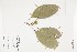  (Garcia - IAvH-CT-17658)  @11 [ ] CreativeCommons - Attribution Non-Commercial Share-Alike (2019) Herbario FMB Instituto de Investigacion Alexander von Humboldt IAvH