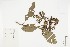  ( - IAvH-CT-03492)  @11 [ ] CreativeCommons - Attribution Non-Commercial Share-Alike (2019) Herbario FMB Instituto de Investigacion Alexander von Humboldt IAvH