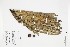  ( - IAvH-CT-02783)  @11 [ ] CreativeCommons - Attribution Non-Commercial Share-Alike (2019) Herbario FMB Instituto de Investigacion Alexander von Humboldt IAvH