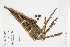  ( - IAvH-CT-02783)  @11 [ ] CreativeCommons - Attribution Non-Commercial Share-Alike (2019) Herbario FMB Instituto de Investigacion Alexander von Humboldt IAvH