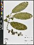  (Rheedia - BBS FN 014)  @11 [ ] CreativeCommons - Attribution Non-Commercial No Derivatives (2019) BBS National Herbarium of Suriname