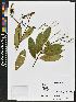  (Mabea - BBS FN 001)  @11 [ ] CreativeCommons - Attribution Non-Commercial No Derivatives (2019) BBS National Herbarium of Suriname