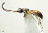  ( - IO01_12-896-2)  @11 [ ] CreativeCommons - Attribution Non-Commercial Share-Alike (2013) Ika Osterblad Station Linné/Swedish Museum of Natural History