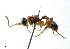  (Theroscopus esenbeckii - IO01_G235)  @14 [ ] CreativeCommons - Attribution Non-Commercial Share-Alike (2013) Ika Osterblad University of Oulu