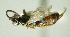  ( - IO03_22-1314-2X)  @11 [ ] CreativeCommons - Attribution Non-Commercial Share-Alike (2013) Ika Osterblad Station Linné/Swedish Museum of Natural History