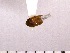  ( - INSECTGUA_1251)  @11 [ ] Unspecified (default): All Rights Reserved (2017) Benita Laird-Hopkins Iowa State University