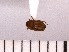  ( - INSECTGUA_1287)  @11 [ ] Unspecified (default): All Rights Reserved (2017) Benita Laird-Hopkins Iowa State University
