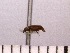 ( - INSECTGUA_1287)  @11 [ ] Unspecified (default): All Rights Reserved (2017) Benita Laird-Hopkins Iowa State University