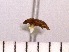  ( - INSECTSAI_1623)  @11 [ ] Unspecified (default): All Rights Reserved (2017) Benita Laird-Hopkins Iowa State University