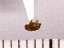  ( - INSECTSAI_1653)  @11 [ ] Unspecified (default): All Rights Reserved (2017) Benita Laird-Hopkins Iowa State University