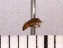  ( - INSECTSAI_1653)  @11 [ ] Unspecified (default): All Rights Reserved (2017) Benita Laird-Hopkins Iowa State University