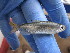  ( - PK12-Mebu2)  @12 [ ] CreativeCommons - Attribution Non-Commercial Share-Alike (2012) SAIAB SAIAB
