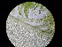  ( - LAK58)  @11 [ ] CreativeCommons - Attribution Non-Commercial Share-Alike (2011) Pia Winberg Shoalhaven Marine and Freshwater Centre
