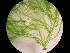  ( - LAK58)  @11 [ ] CreativeCommons - Attribution Non-Commercial Share-Alike (2011) Pia Winberg Shoalhaven Marine and Freshwater Centre