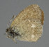  (Coenonympha mahometana - 2017nk29)  @12 [ ] No Rights Reserved (2078) NG Kondla Unspecified