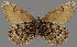  ( - CSG30423)  @11 [ ] CreativeCommons - Attribution Non-Commercial (2017) Crispin S Guppy Crispin S Guppy Collection