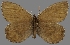  (Oeneis taygete - CSG30424)  @13 [ ] CreativeCommons - Attribution Non-Commercial (2017) Crispin S Guppy Crispin S Guppy Collection