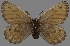  (Oeneis uhleri - CSG31023)  @14 [ ] CreativeCommons - Attribution Non-Commercial (2017) Crispin S Guppy Crispin S Guppy Collection