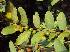  (Bridelia stipularis - DNA-14090233730)  @11 [ ] Copyright (2018) Unspecified Botany Department
