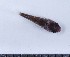  (Acyrtus lanthanum - GE_200)  @11 [ ] copyright © (2023) Eliot RUIZ MARBEC