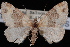  (Xanthorhoe borealis - CNCLEP00034180)  @13 [ ] CreativeCommons - Attribution Non-Commercial Share-Alike (2010) Unspecified University of British Columbia