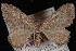  (Coryphista - CNCLEP00034038)  @14 [ ] CreativeCommons - Attribution Non-Commercial Share-Alike (2010) Unspecified University of British Columbia