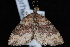  (Xanthorhoe ferrugata - CNCLEP00034144)  @13 [ ] CreativeCommons - Attribution Non-Commercial Share-Alike (2010) Unspecified University of British Columbia