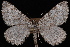  (Entephria kidluitata - CNCLEP00034051)  @14 [ ] CreativeCommons - Attribution Non-Commercial Share-Alike (2010) Unspecified University of British Columbia