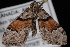  (Xanthorhoe packardata - CNCLEP00034152)  @13 [ ] CreativeCommons - Attribution Non-Commercial Share-Alike (2010) Unspecified University of British Columbia