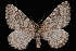  (Xanthorhoe n. sp. baffinensis - CNCLEP00034067)  @14 [ ] CreativeCommons - Attribution Non-Commercial Share-Alike (2010) Unspecified University of British Columbia