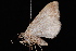  (Xanthorhoe pontiaria - CNCLEP00034068)  @13 [ ] CreativeCommons - Attribution Non-Commercial Share-Alike (2010) Unspecified University of British Columbia