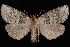  (Ceranemota fasciata - CNCLEP00034168)  @14 [ ] CreativeCommons - Attribution Non-Commercial Share-Alike (2010) Unspecified University of British Columbia