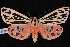  (Grammia doris - CNCLEP00034169)  @15 [ ] CreativeCommons - Attribution Non-Commercial Share-Alike (2010) Unspecified University of British Columbia