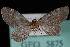  (Eupithecia regina - CNCLEP00034102)  @14 [ ] CreativeCommons - Attribution Non-Commercial Share-Alike (2010) Unspecified University of British Columbia