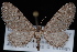  (Eupithecia nabokovi - CNCLEP00034113)  @15 [ ] CreativeCommons - Attribution Non-Commercial Share-Alike (2010) Unspecified University of British Columbia