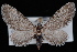  (Eupithecia nimbosa - CNCLEP00034115)  @14 [ ] CreativeCommons - Attribution Non-Commercial Share-Alike (2010) Unspecified University of British Columbia