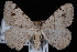 (Digrammia delectata - JECW-07-0018)  @13 [ ] CreativeCommons - Attribution (2010) Unspecified University of British Columbia
