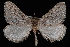  (Yermoia perplexata - JECW-07-0076)  @14 [ ] CreativeCommons - Attribution (2010) Unspecified University of British Columbia