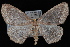  (Lambdina pellucidaria - JECW-07-0087)  @14 [ ] CreativeCommons - Attribution (2010) Unspecified University of British Columbia