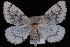  (Nepytia phantasmaria - JECW-07-0090)  @14 [ ] CreativeCommons - Attribution (2010) Unspecified University of British Columbia