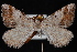  (Macaria sp. 1 - PFC-2007-0355)  @13 [ ] CreativeCommons - Attribution (2010) Unspecified University of British Columbia