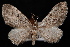  (Eupithecia harrisonata - PFC-2007-0272)  @13 [ ] CreativeCommons - Attribution (2010) Unspecified University of British Columbia
