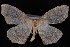  (Lambdina fiscellaria - PFC-2007-0410)  @13 [ ] CreativeCommons - Attribution (2010) Unspecified University of British Columbia