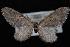  (Eupithecia gilvipennata - ENT991-103886)  @13 [ ] CreativeCommons - Attribution (2010) Unspecified University of British Columbia